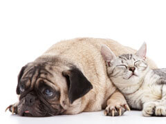 About Brattleboro Veterinary Clinic in Brattleboro, VT - cat and dog snuggled